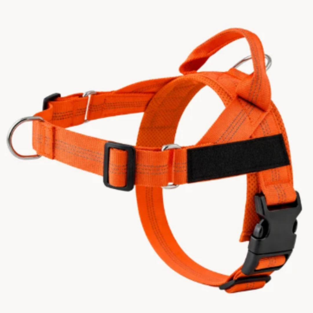 Harnais pour chiens