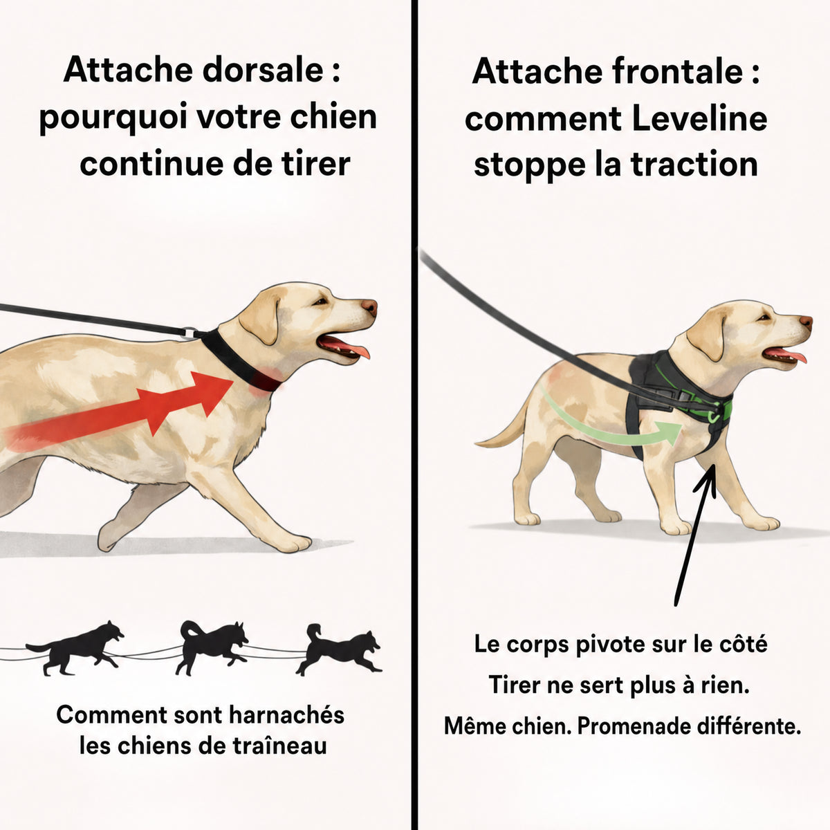 Harnais pour chiens
