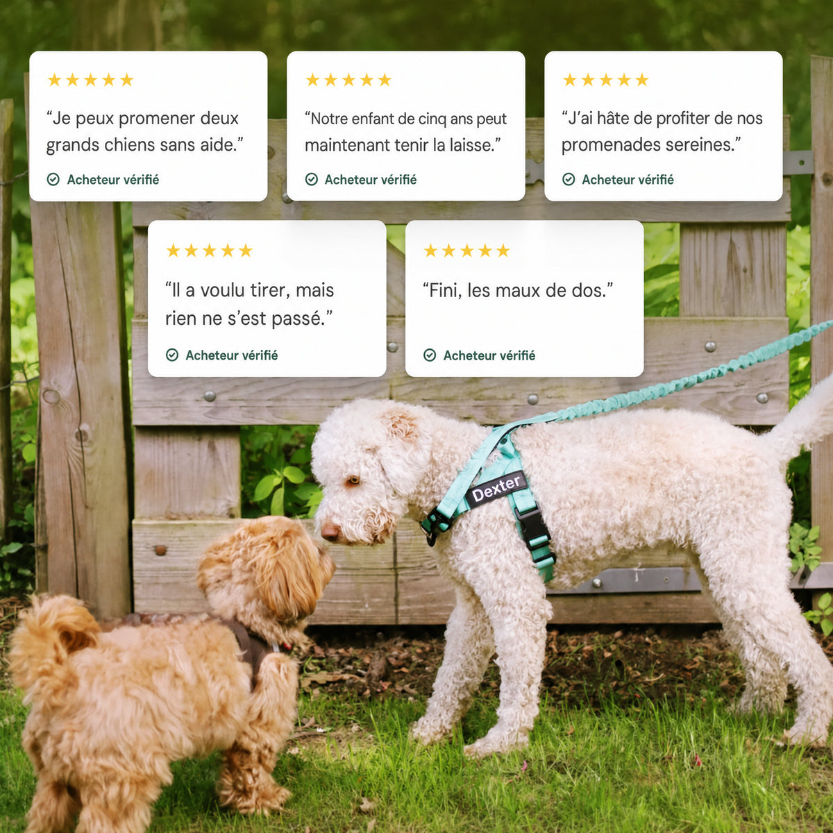 Harnais pour chiens